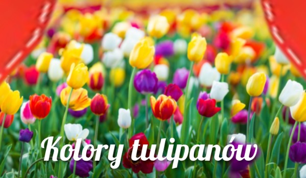 Komu możesz podarować ten kolor tulipanów
