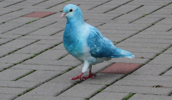 Do kogo z KSOJ  pasujesz?