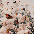 Butterfly9417