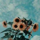 mak_ila123