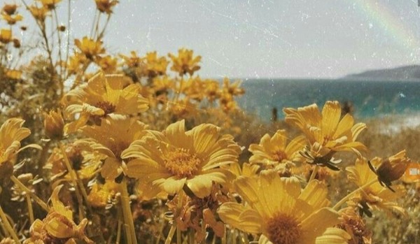 Wybierz zdjęcia yellow aesthetic a powiem Ci, jaki wiosenny kwiat zostanie Twoją inspiracją!