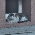 POGCAT