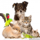 Swiat_oczami_zwierzat