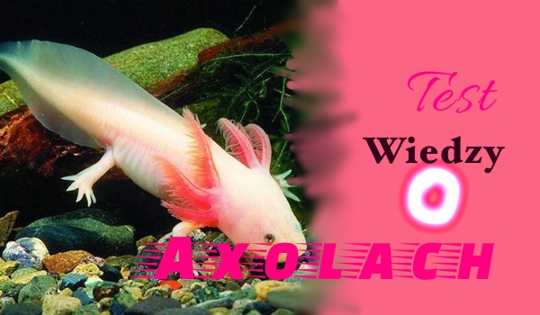 Test wiedzy o Axolotlach