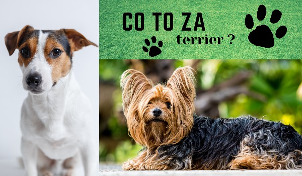 co to za terrier ?