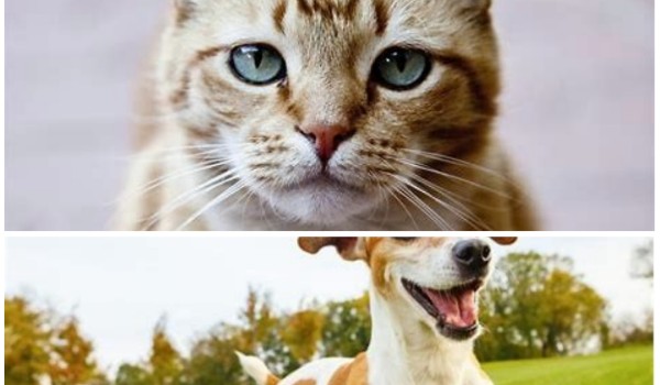 Jesteś psem czy kotem? – sprawdź!