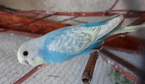 Jaka papuga do Ciebie pasuje?