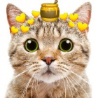 Honey_cat