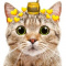Honey_cat