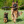 froggy_doggy2137