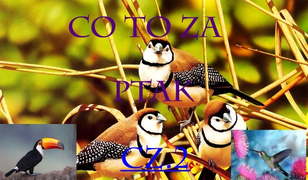 Ptaki,cz.2