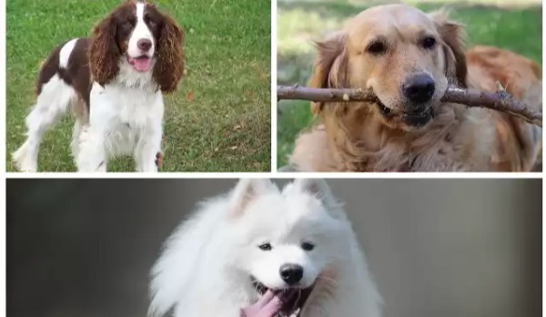Czy rozpoznasz te rasy psów