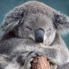 koala_mala