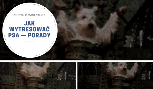 jakwytresowac psa porady