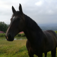 Horse_Tosia
