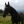 Horse_Tosia
