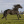 Golden_Horses