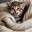 Kociara_blogs