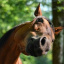 wiczkens_equestrian