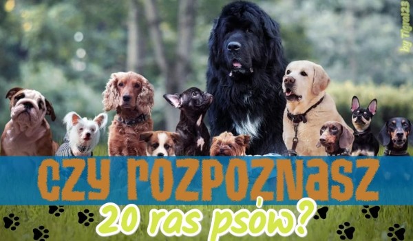 Czy rozpoznasz 20 ras psów?