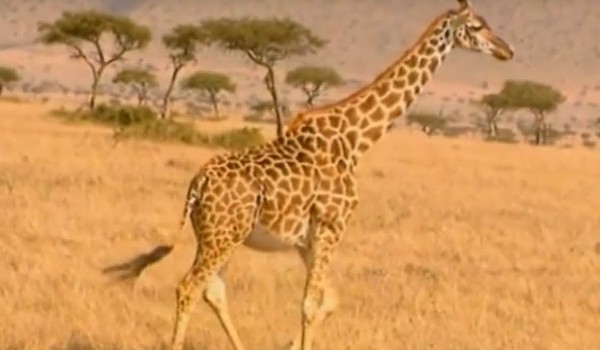 Giraffe knowledge test!