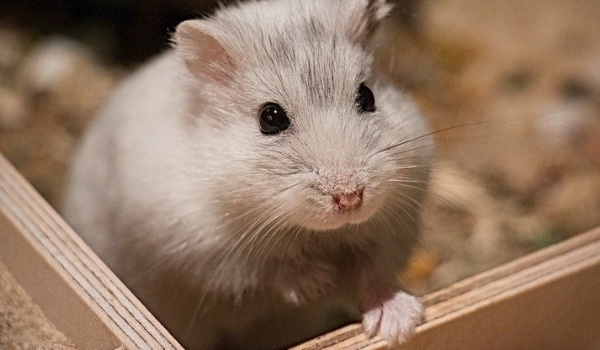 Test z wiedzy o chomikach