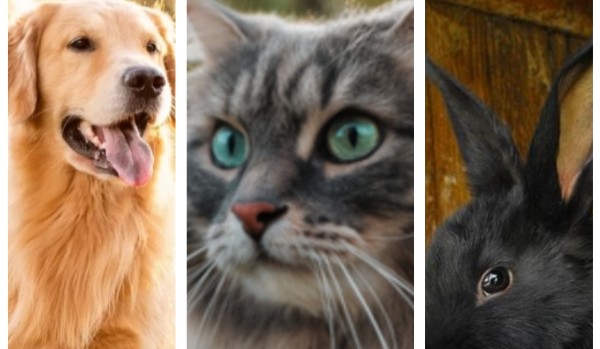 Pies, kot czy królik o którym zwierzęciu mowa?