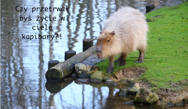 Czy przetrwasz w ciele kapibary!?