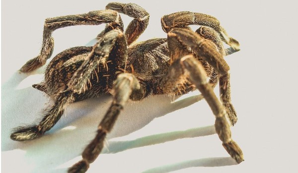 talksy-baśnibór 12