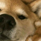 Ariana00