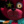 Pan_Tymon