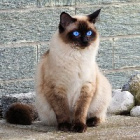 cats123