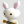SwinyTheBunny