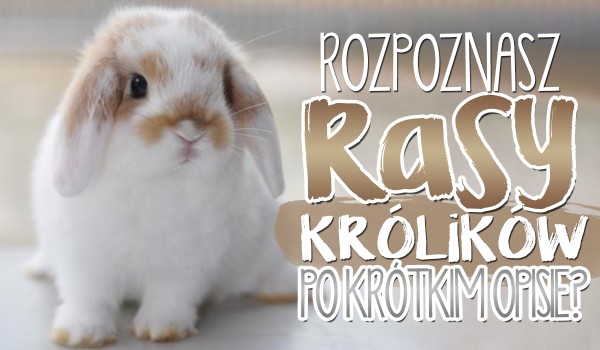 Czy rozpoznasz rasy królików po ich krótkim opisie? – Sprawdź!