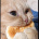 TheFurtation