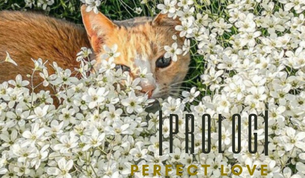 Perfect Love |•Prolog•|