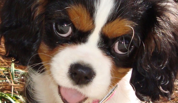 Czy lubisz jednorożce