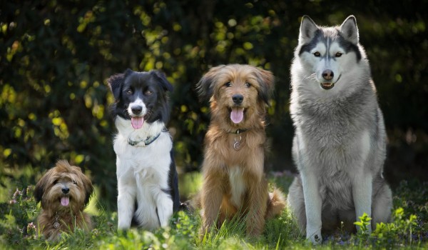 Czy znasz się na rasach psów? part 2