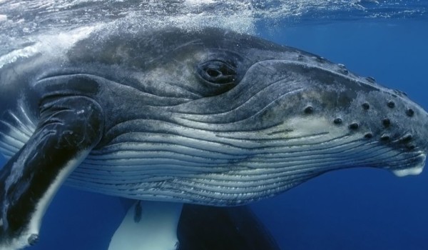 kturym wielorybem jestes