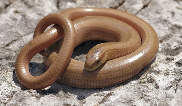 Gady w Polsce. Sprawdź swoją wiedzę!