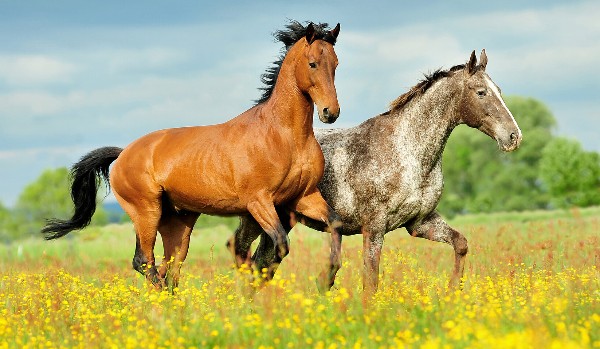 Pytania z jeździectwa + pytania na BOJ
