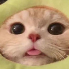 Aliaaa-UwU-UwU