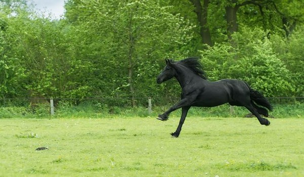 SPOILER SSO!!! – Nowe konie!