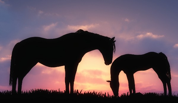 Test prawdziwego koniarza Michał G