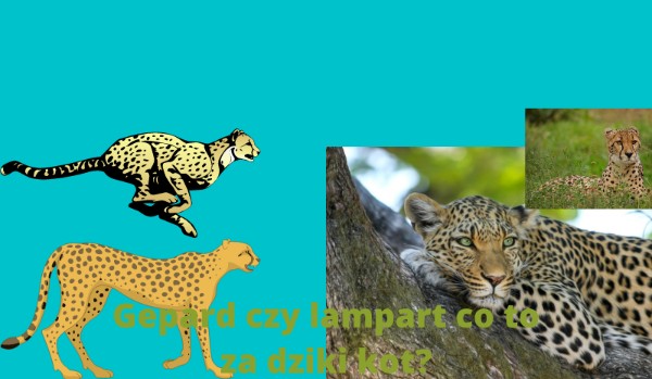 Gepard czy lampart spróbuj odgadnąć czy na obrazku jest lampart czy gepard