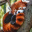 Panda_Ruda