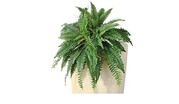 Paprotniki prezentacja 5a