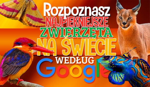 Rozpoznasz 10 najpiękniejszych zwierząt na świecie według Google?