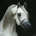 Lencia_84