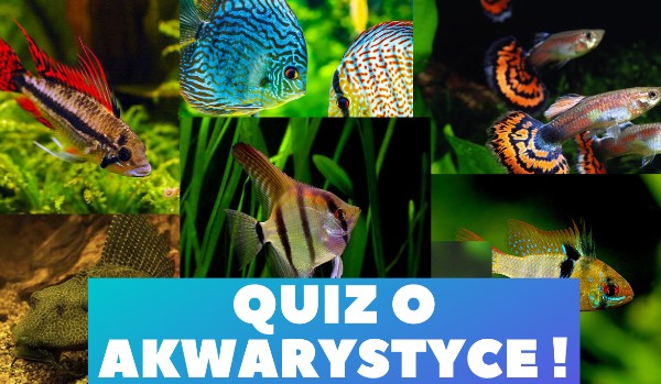 Wszystko o akwarystyce!